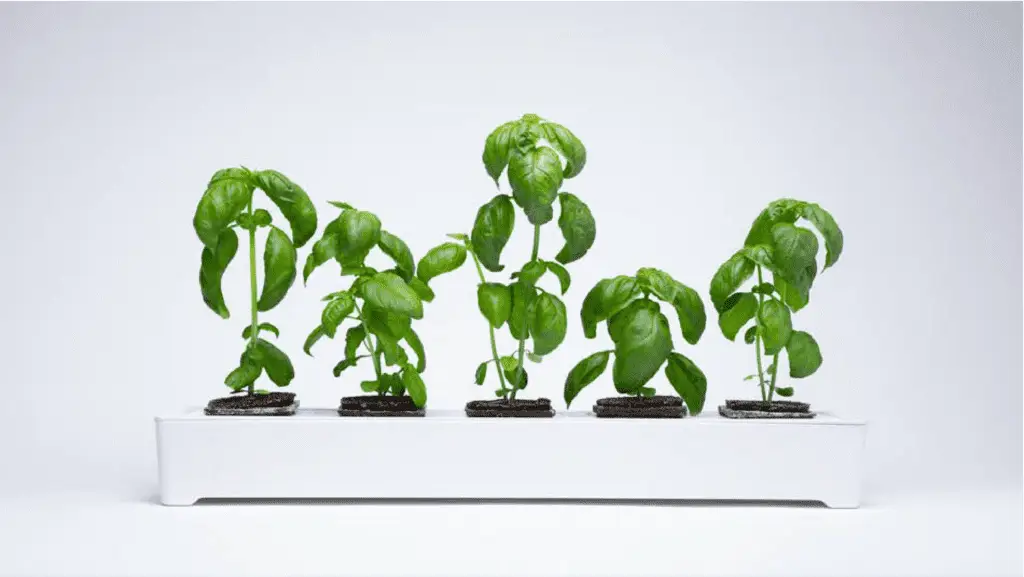 Miravel planters with produce product design