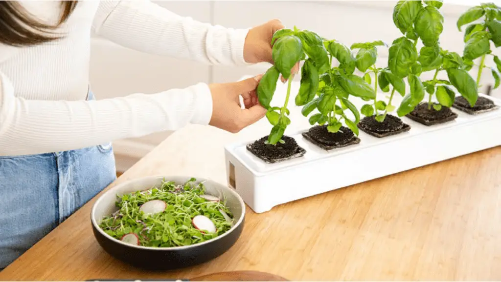 Miravel Picking produce for salad product design